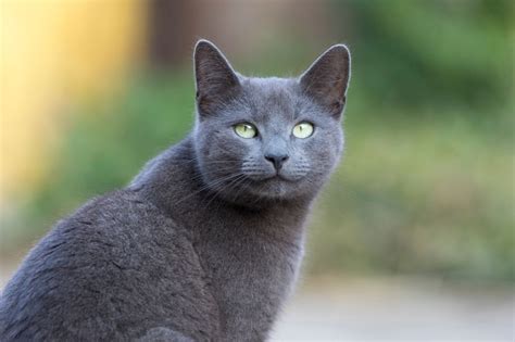 Welcome to the Russian Blue cat breed quiz! The Russian Blue is an elegant and graceful breed known for its shimmering blue-grey coat, bright green eyes, and affectionate personality. Originating in Russia in the late 19th century, these cats have since become popular around the world. Russian Blues are known for being …